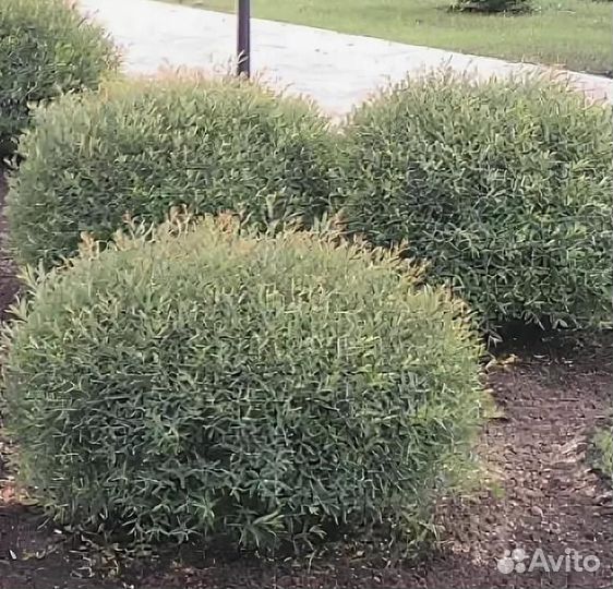 Ива Хакуро нишики, ива На-На, ива Извилистая