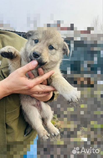 Собака в добрые руки