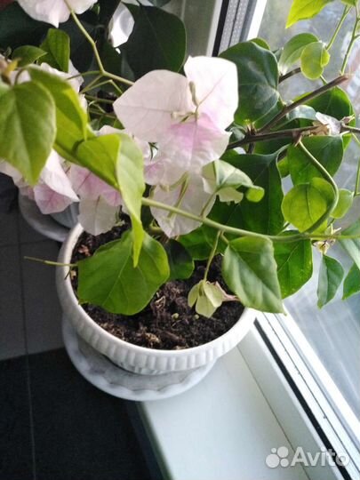 Бугенвиллия взрослое растение