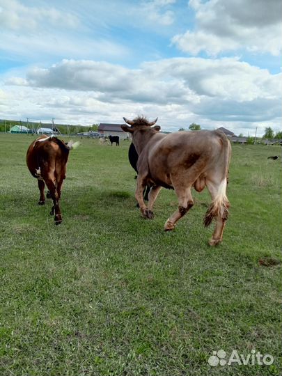 Продажа быков