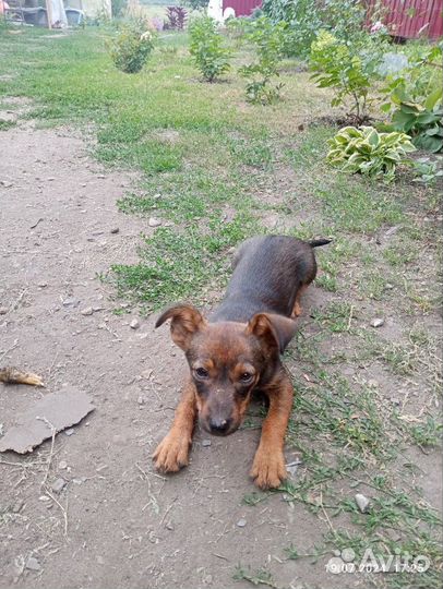 Собачка бесплатно