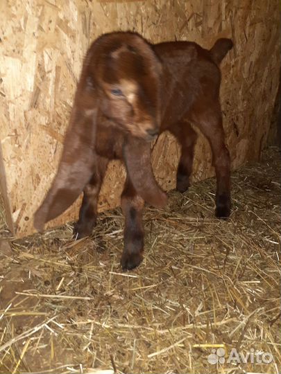 Козлята камори чистопородные