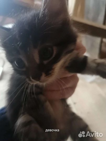 Кошки в добрые руки бесплатно