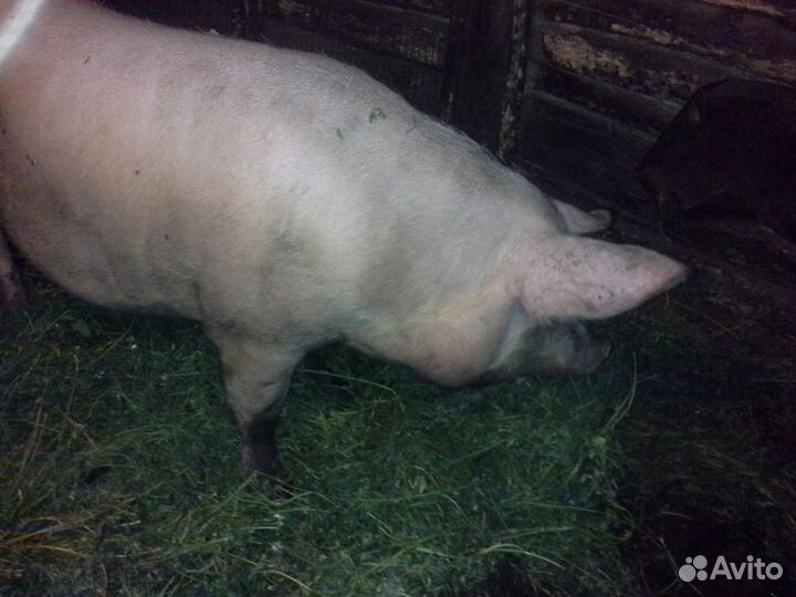 Супоросная свиноматка