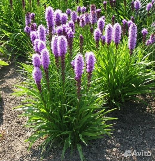 Лиатрис семена, саженцы семена цветов, многолет