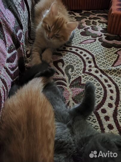 Кошка в дар бесплатно
