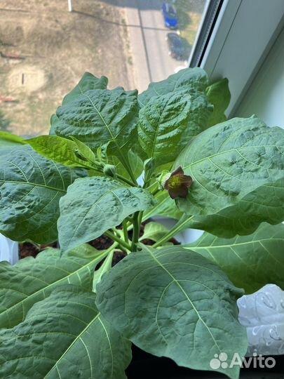 Белладонна (красавка) - взрослое растение в горшке