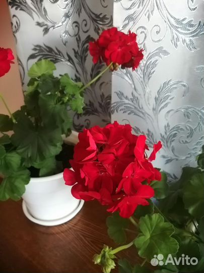 Герань королевская