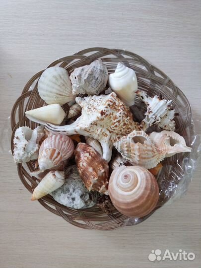 Морские ракушки раковины