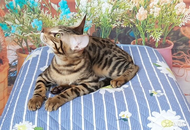 Котик серенгети/бенгальский