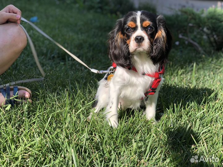 Кавалер кинг чарльз спаниель триколор