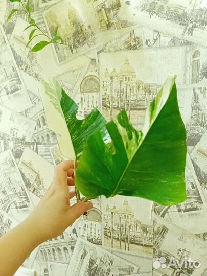 Монстера альба