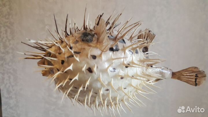 Рыба - шар С шипами(тетраодон) Ракушки