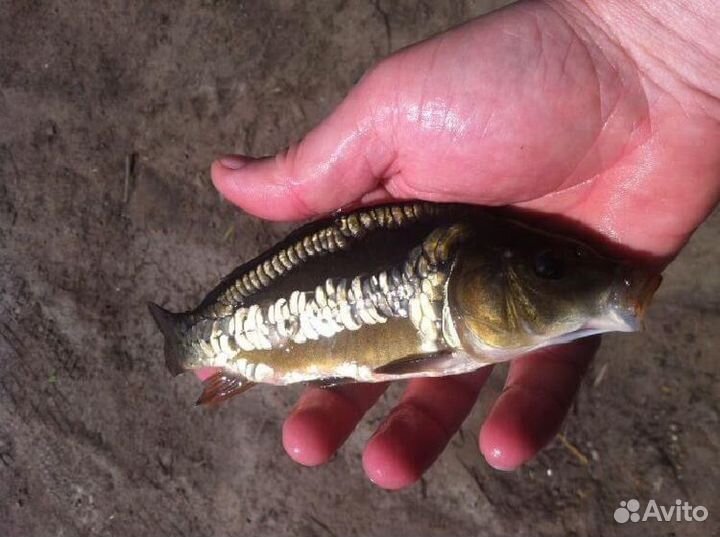 Карп, Белый амур, толстолобик