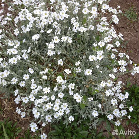 Цветы уличные многолетние