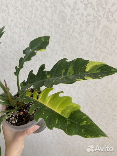 Филодендрон ринг оф файер и антуриум кларинервиум