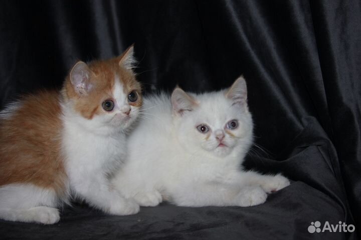 Котята экзоты