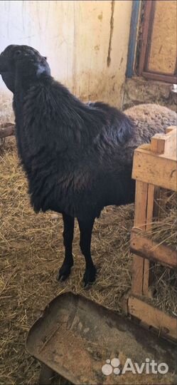 Баран гиссар