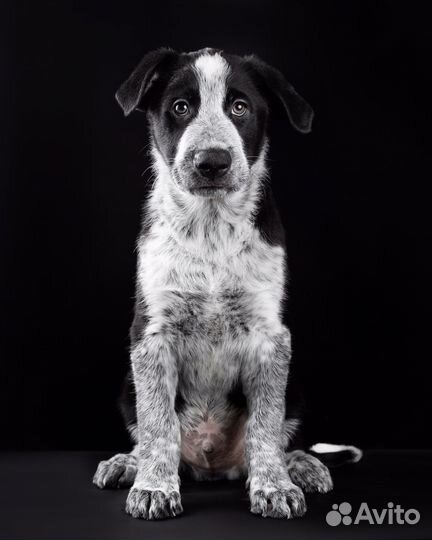 Щенок, мальчик, 2,5 месяца, в добрые руки