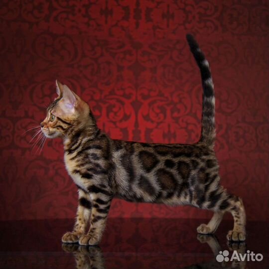 Бенгальчики