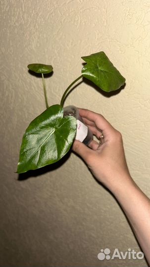 Монстера альба, алоказия, филодендрон