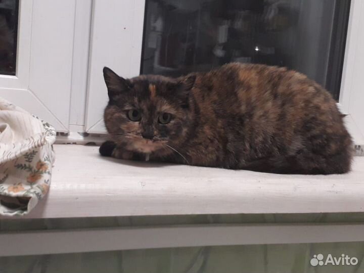 Зеленоглазая красавица Фрося,метиска,2,5года,в дар