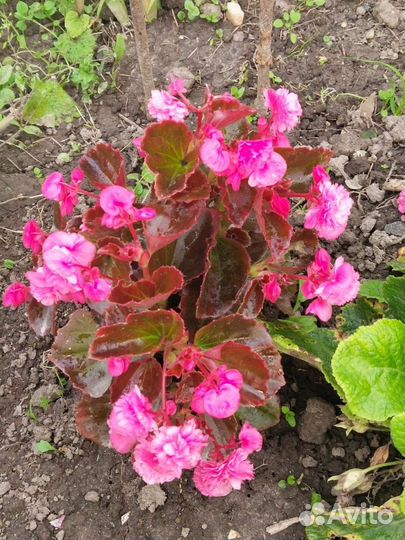 Бегония вечноцветущая махровая