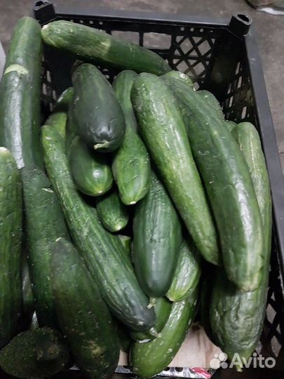 Огурцы свежие
