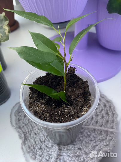 Фикус бенджамина Наташа