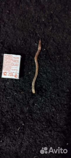 Дендрабена черви