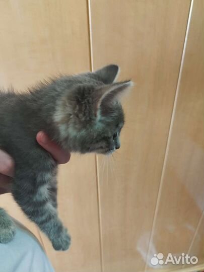 Котенок серый