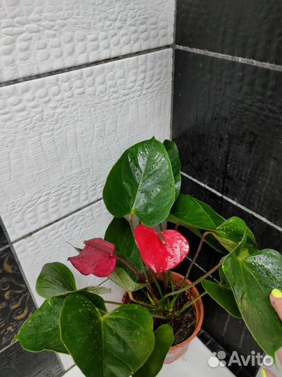 Антуриумы сортовые