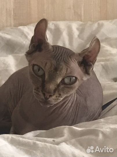 Сфинкс эльф