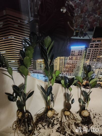 Замиокулькас