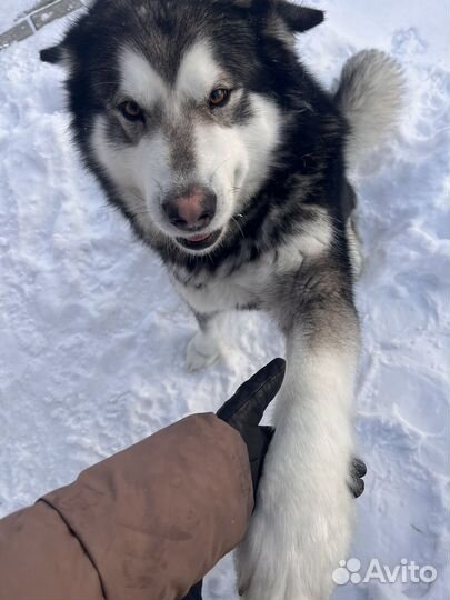Аляскинский маламут
