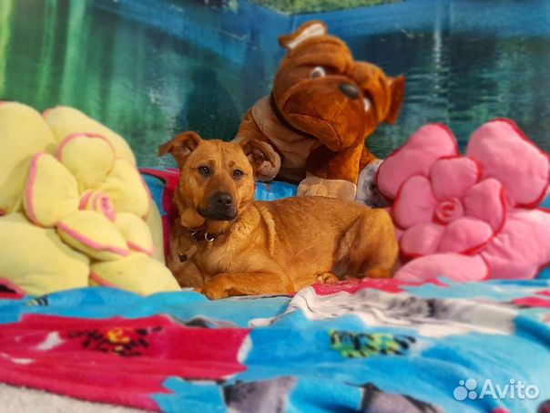 Собака стерилизованная