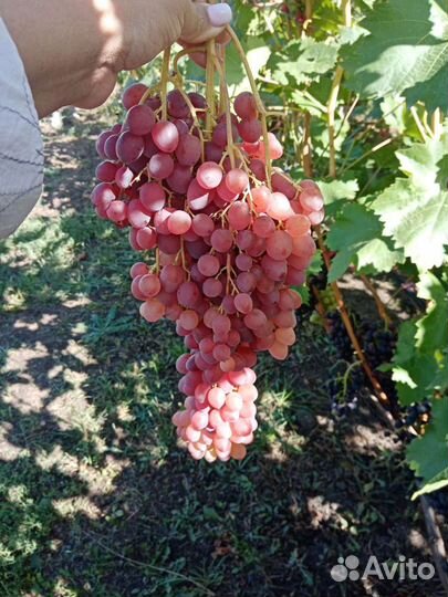 Саженцы и черенки винограда
