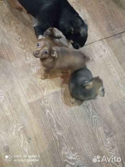 Той-терьер щенки