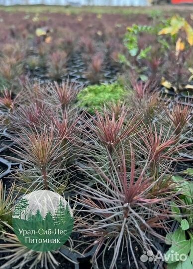 Сеянцы зкс Сосна Ель Лиственница окс Голуб Горн