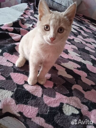 Котенок