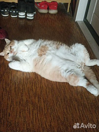 Кошка в дар бесплатно