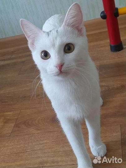 Као мани смесь с обычным котом