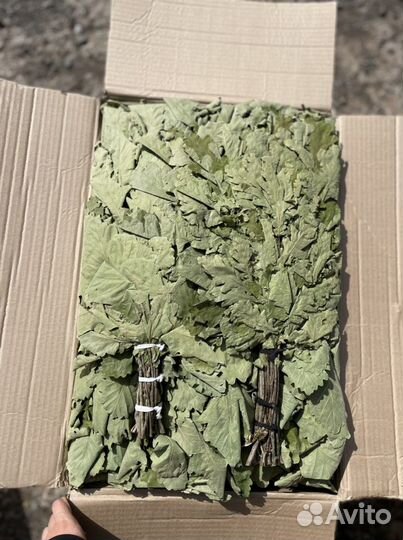 Кавказский дубовый веник