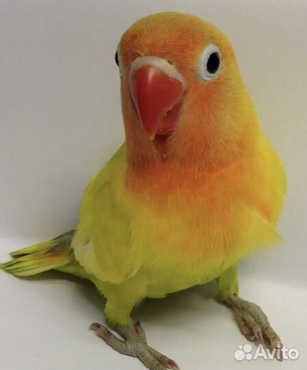 Неразлучники разных видов