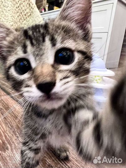 Малышка Ева (1,5 месяца) ищет дом