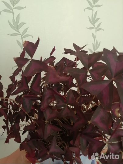 Кислица оксалис