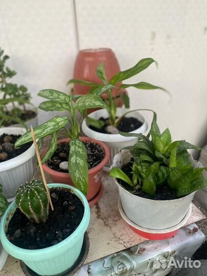 Комнатные цветы