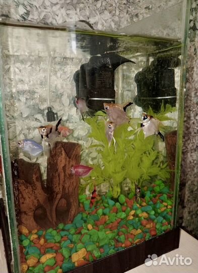 Аквариум с рыбками