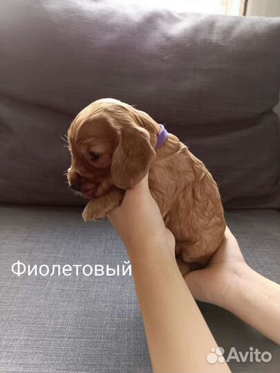 Английский кокер спаниель