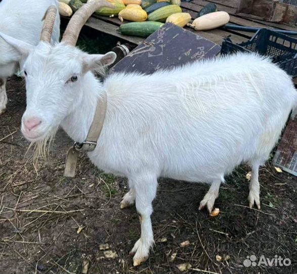 Коза дойная 2 шт